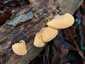 Narancssárga laskagomba (Phyllotopsis nidulans), Budai-hegység